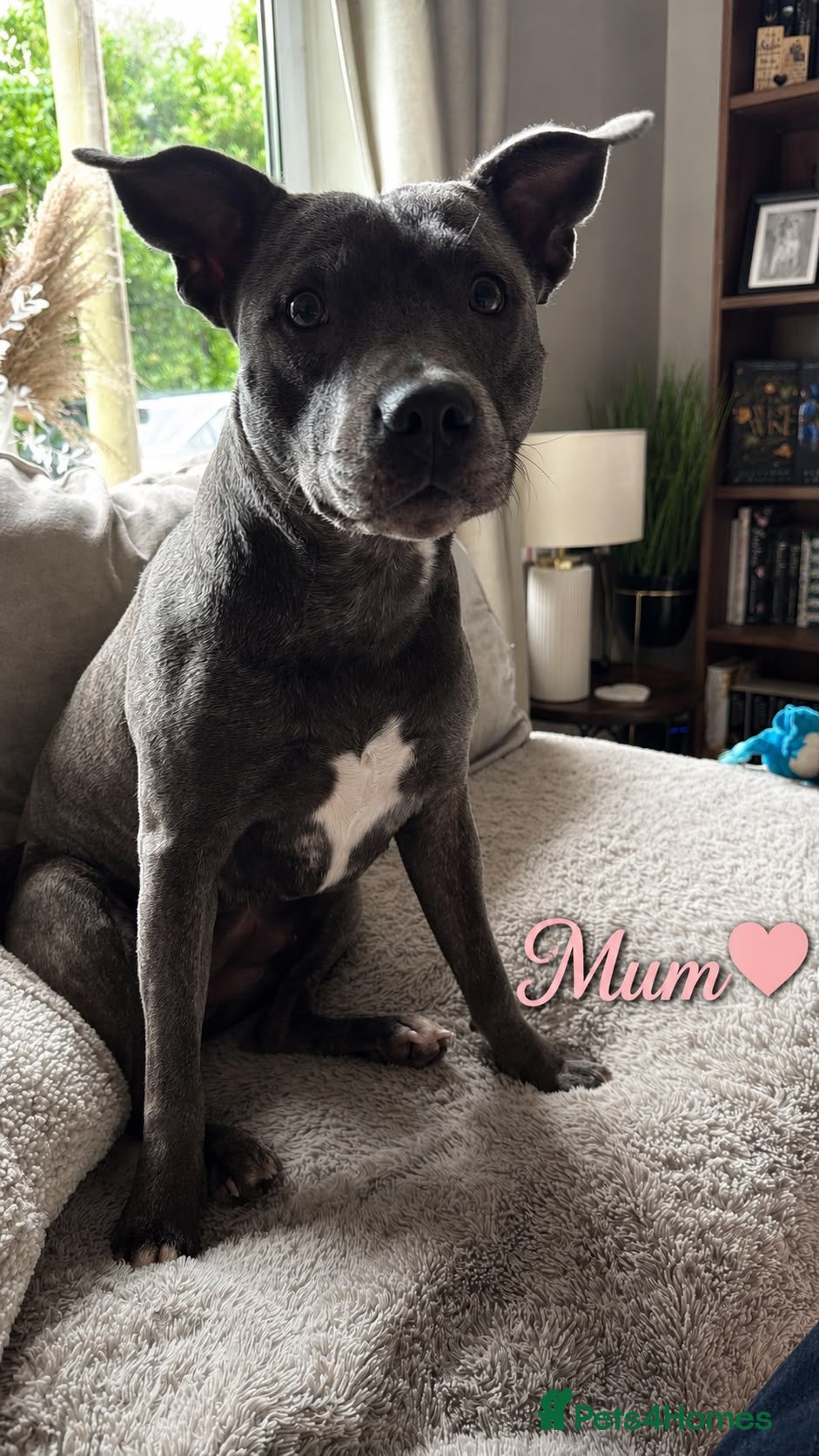 Staffordshire Bull Terrier dogs Gorgeous Blue Staffordshire Bull Terrier Puppies - Advert 1
