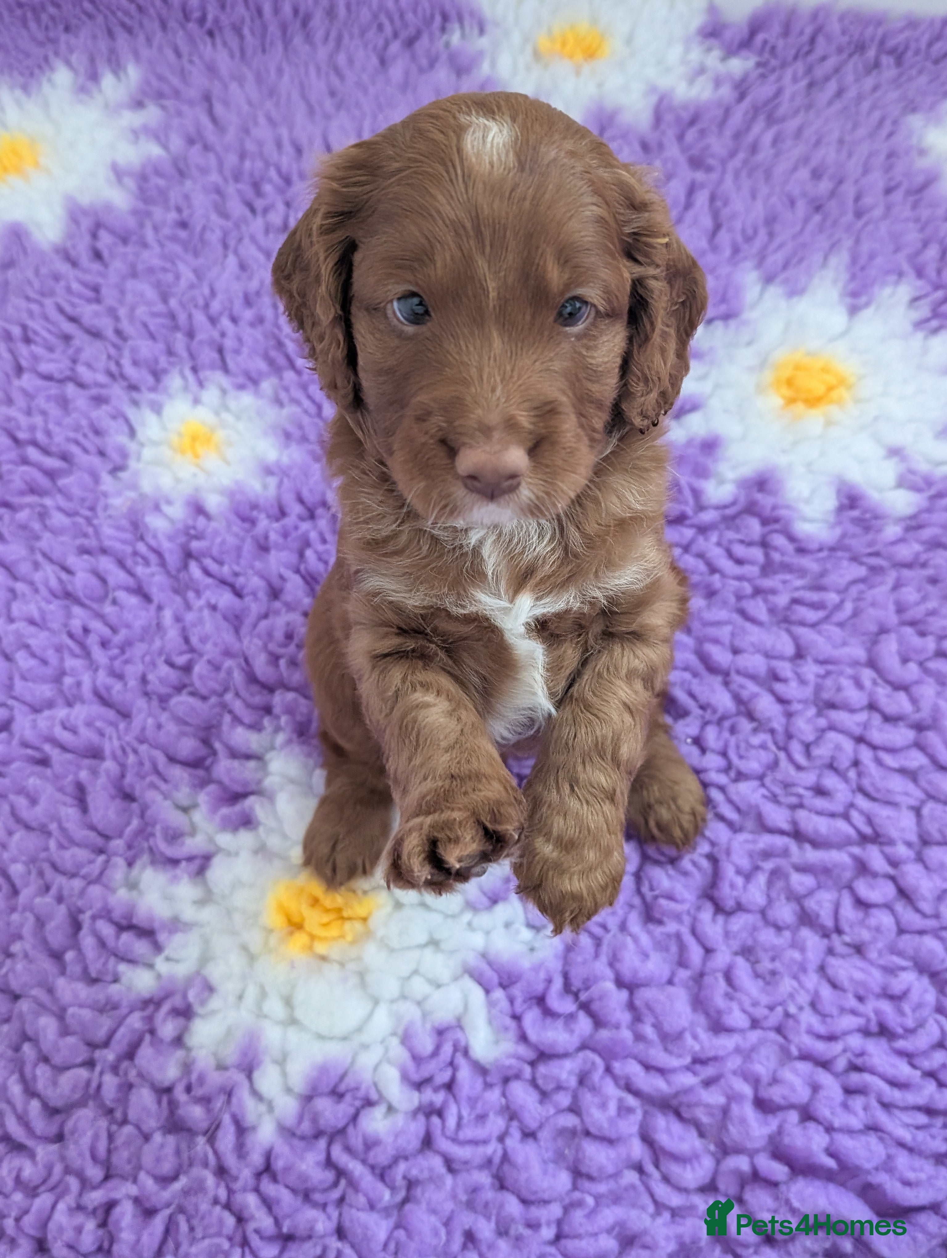 Cockapoo dogs Beautiful cockapoo puppies for sale  - Advert 16
