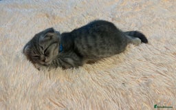 Scottish Fold cats for sale:  Last male Scottish fold kitten - Image 15
