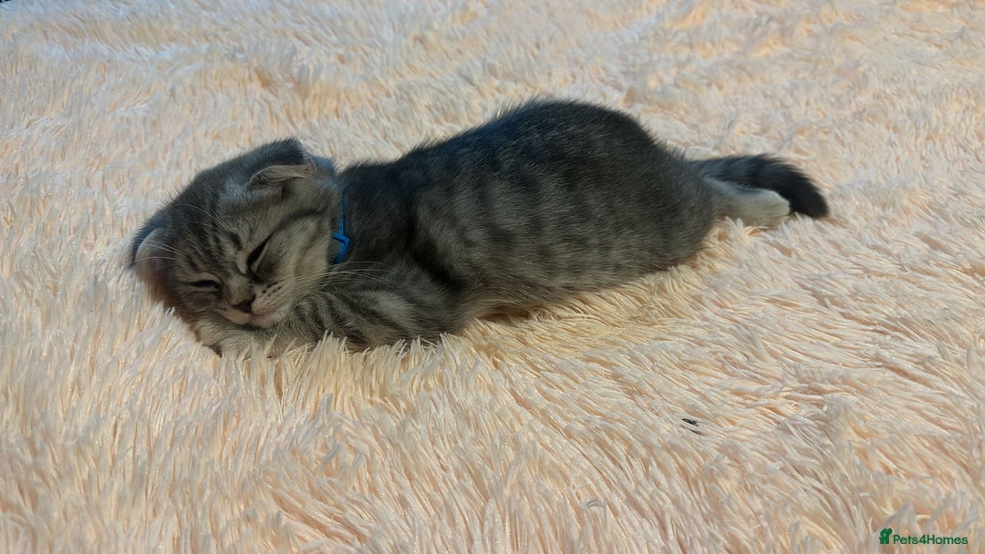 Scottish Fold cats for sale:  Last male Scottish fold kitten - Image 15