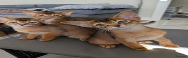 Abyssinian 3