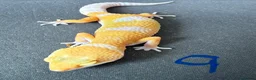 Leopard Gecko reptiles for sale: Leopard geckos - Advert 9