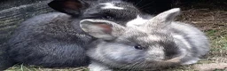Mixed Breed rabbits for sale: lop ear rabbits for sale - Advert 1