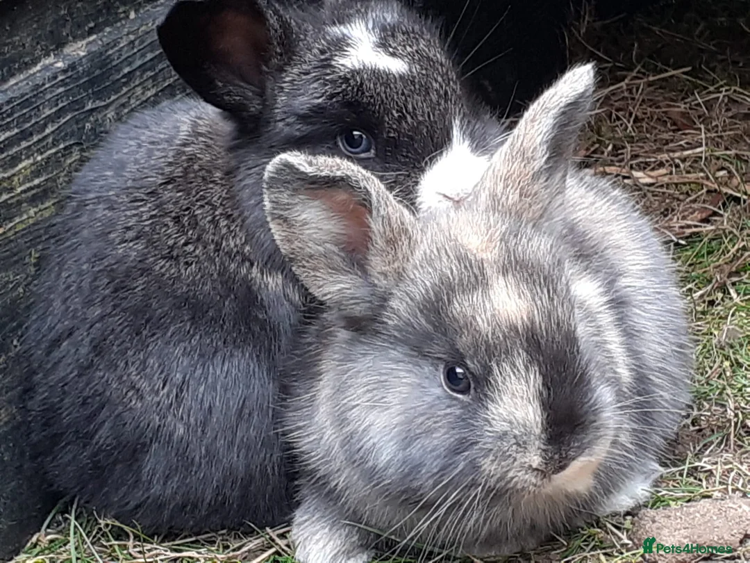 Mixed Breed rabbits for sale: lop ear rabbits for sale - Advert 1