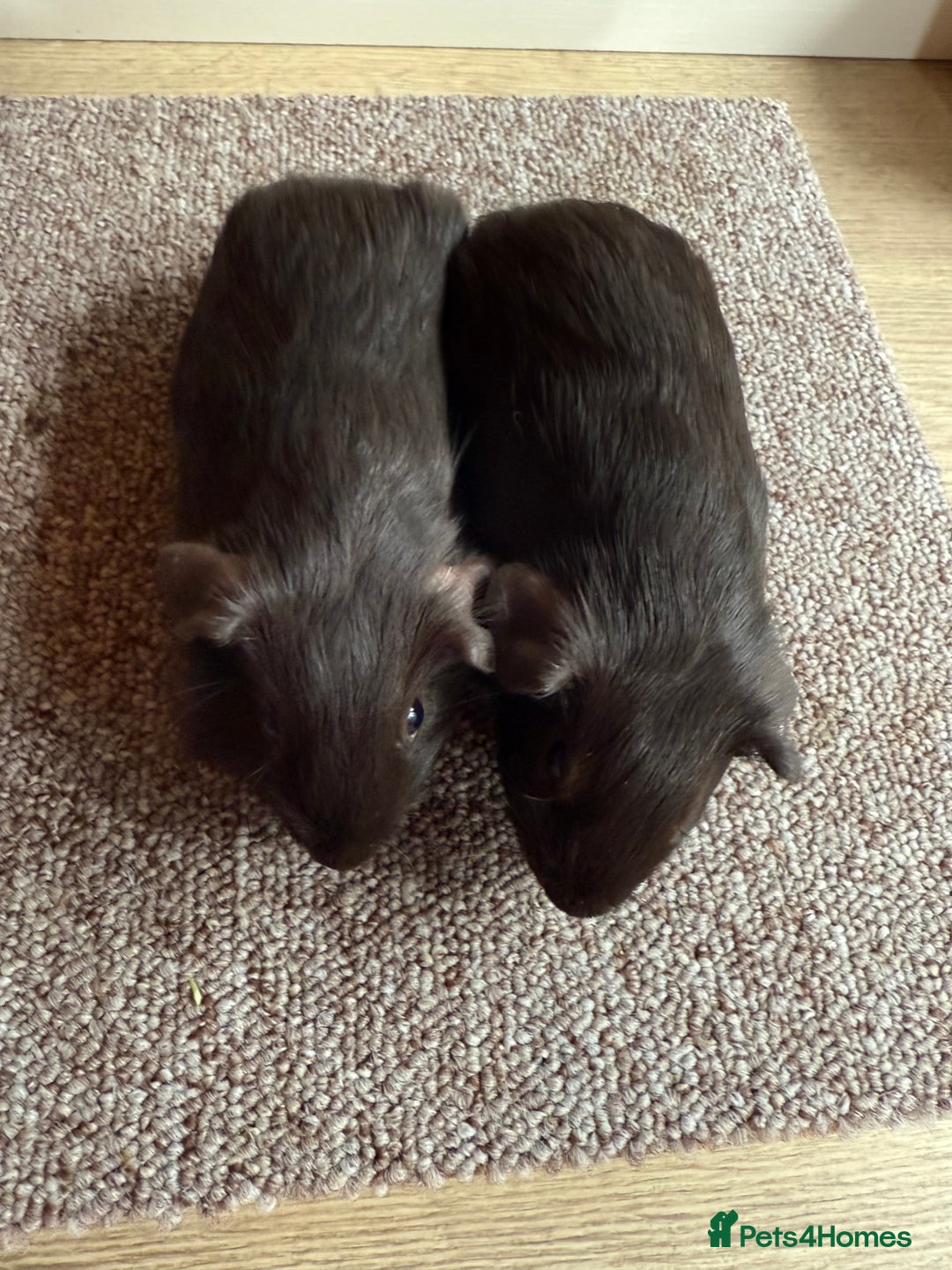 Guinea Pig rodents for sale: Self Chocolate Boars - Advert 11