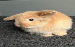 Mini Lop rabbits for sale: Little fluffy mini lops  - Image 17