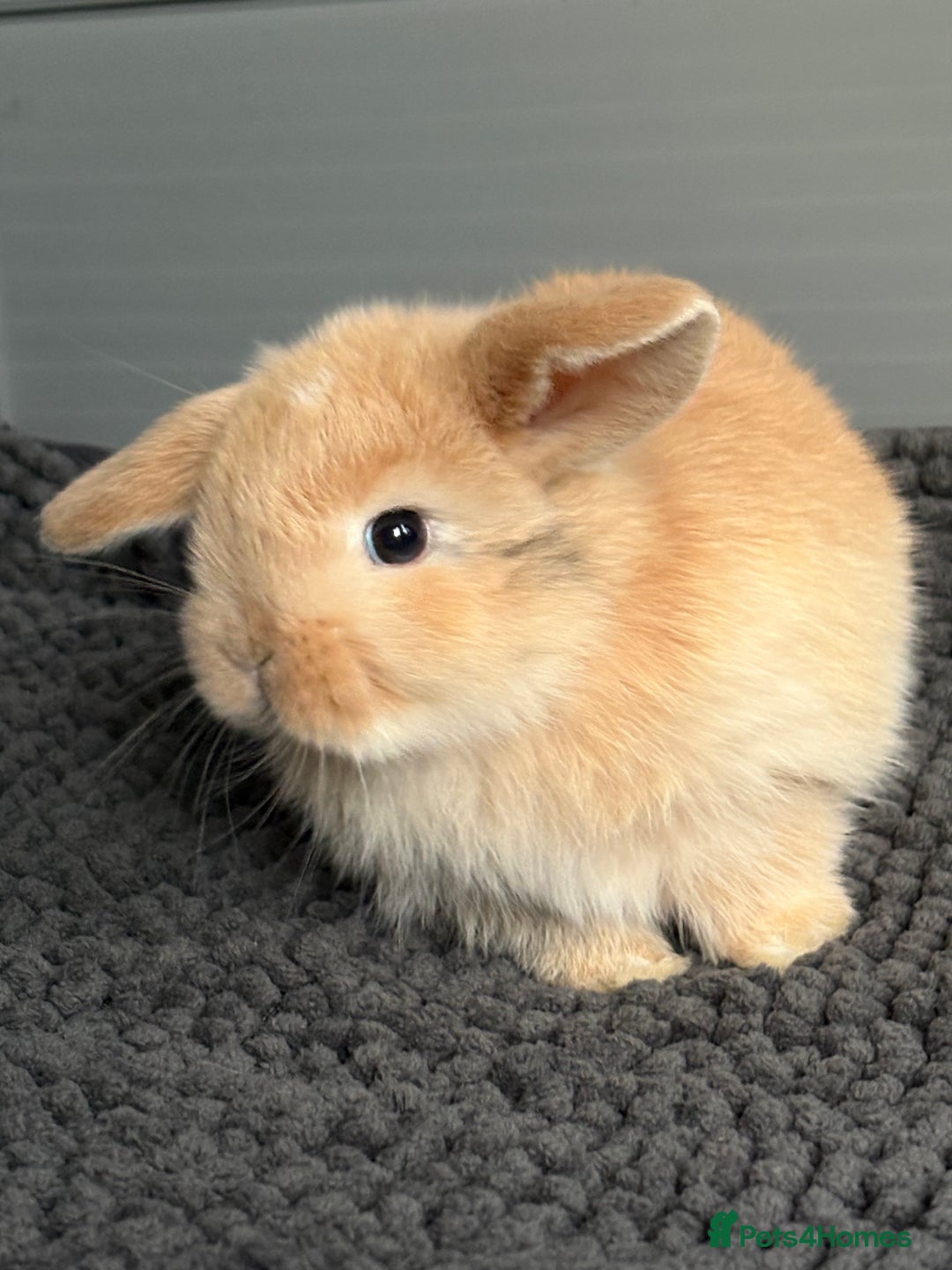 Mini Lop rabbits for sale: Little fluffy mini lops  - Image 17