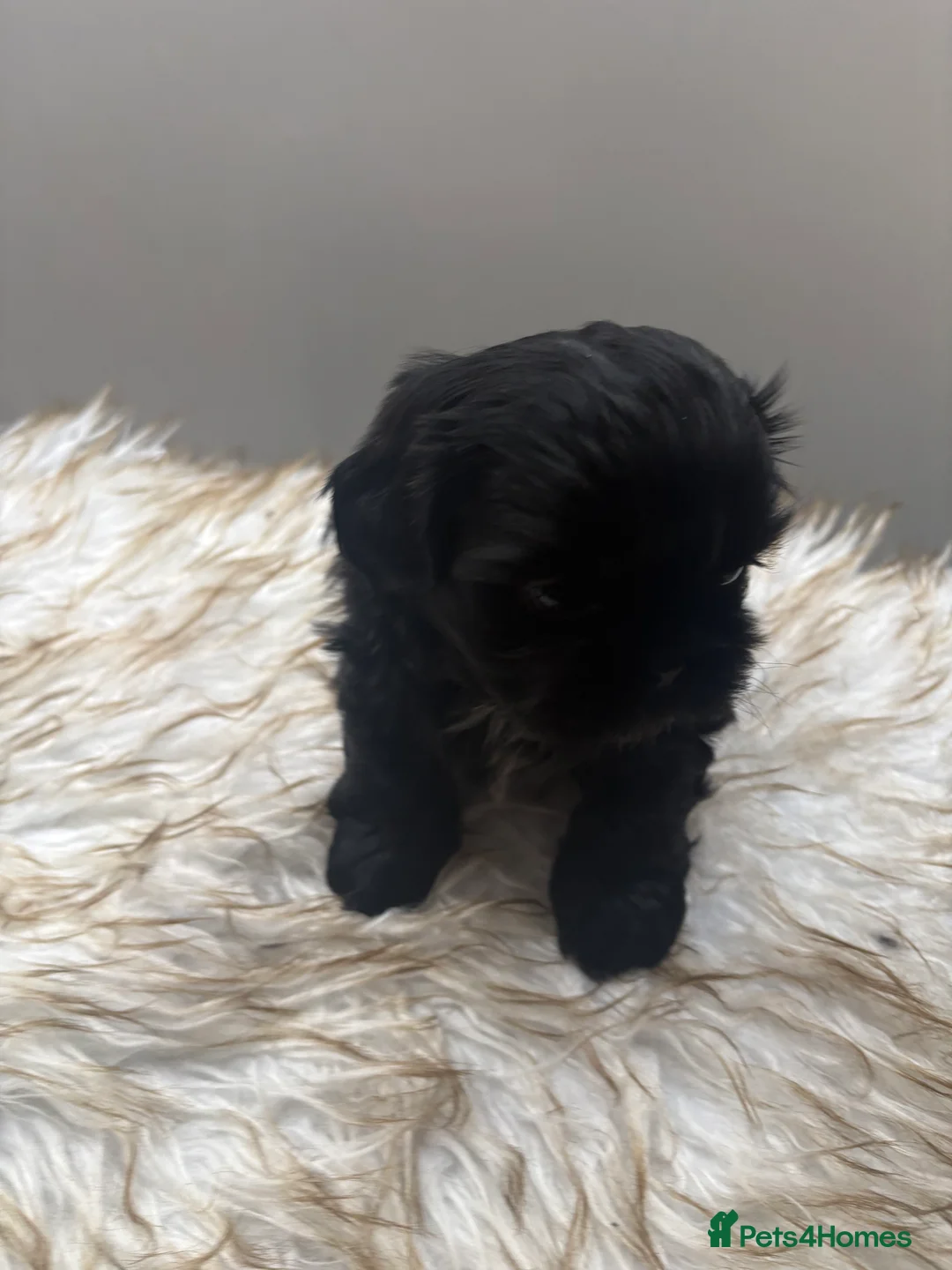 Shih Tzu dogs for sale: 3 Beautiful Puppys - Advert 9