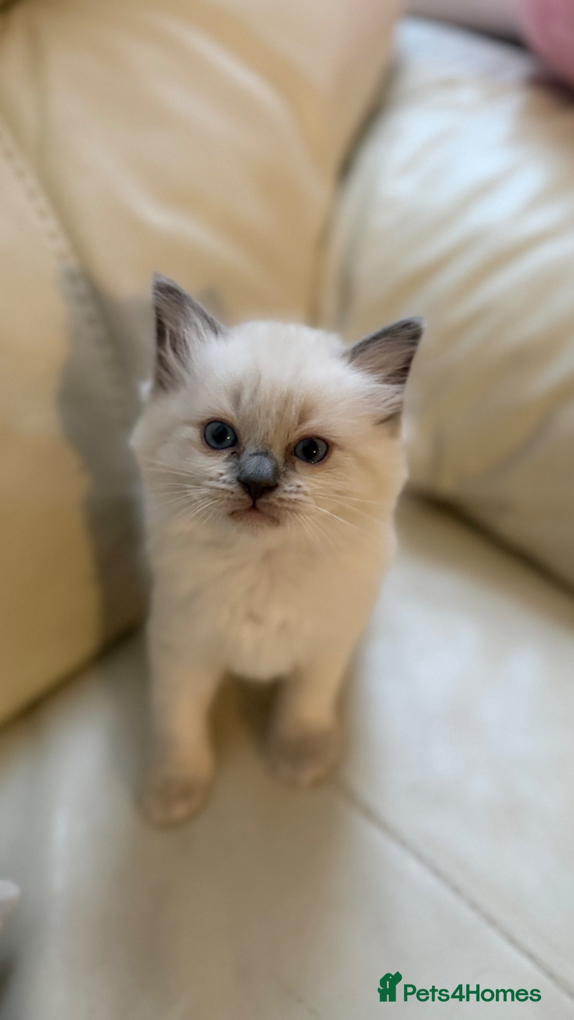 Ragdoll cats Pure Ragdol Blue Point - Advert 9