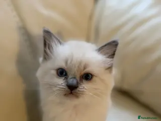 Ragdoll cats Pure Ragdol Blue Point - Advert 9
