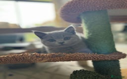British Shorthair cats for sale: GCCF Registered British Shorthair Kittens  - Image 16