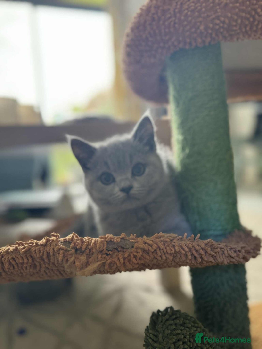 British Shorthair cats for sale: GCCF Registered British Shorthair Kittens  - Image 16