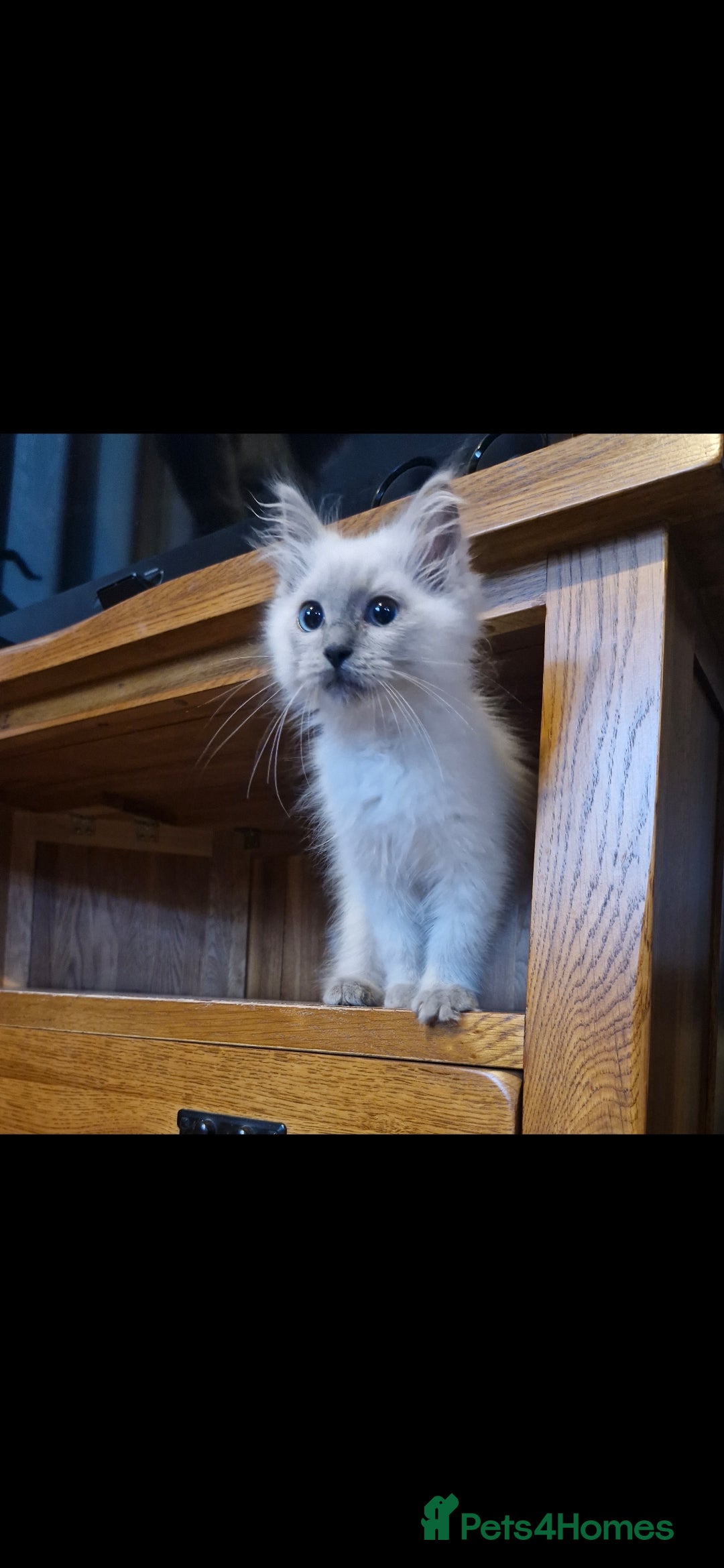 Ragdoll cats for sale: Adorable ragdoll kittens  - Image 5