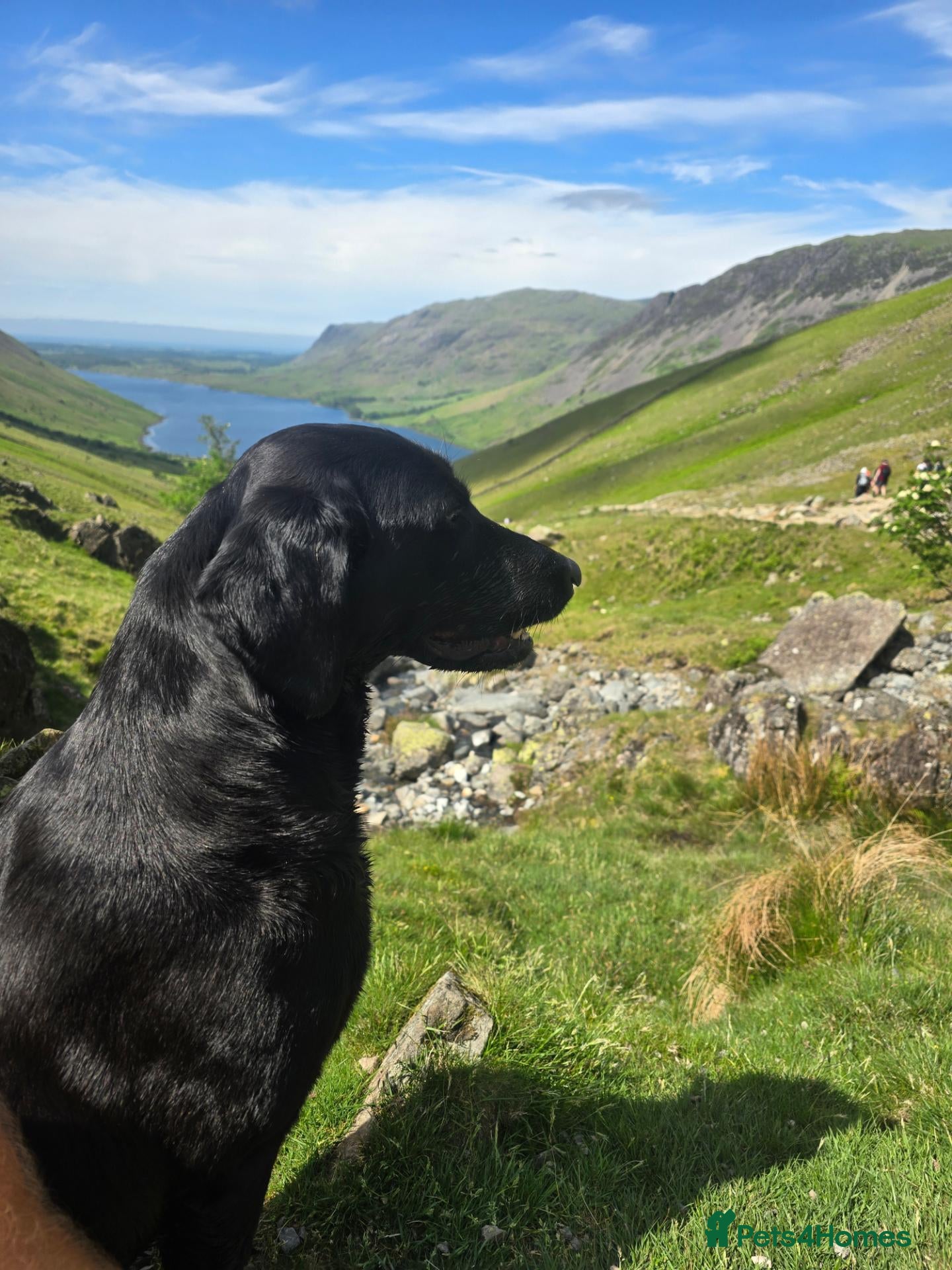 Labrador Retriever dogs for sale:  Labrador Retriever Puppies  KC Registered Parents - Advert 19