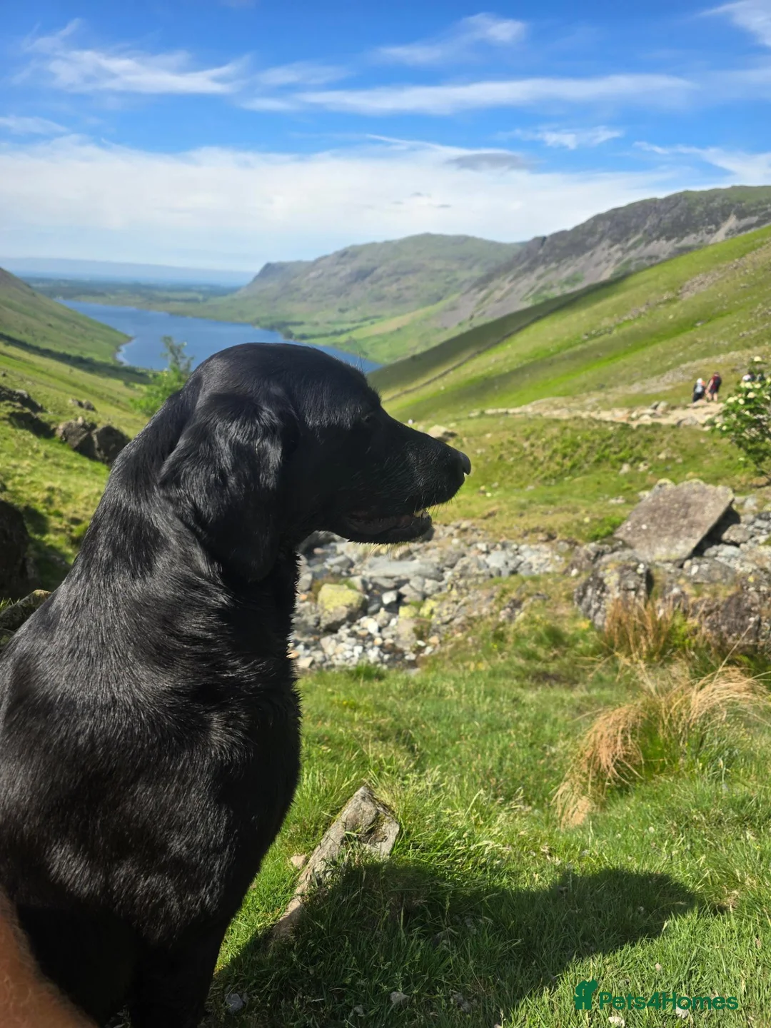 Labrador Retriever dogs for sale:  Labrador Retriever Puppies  KC Registered Parents - Advert 1