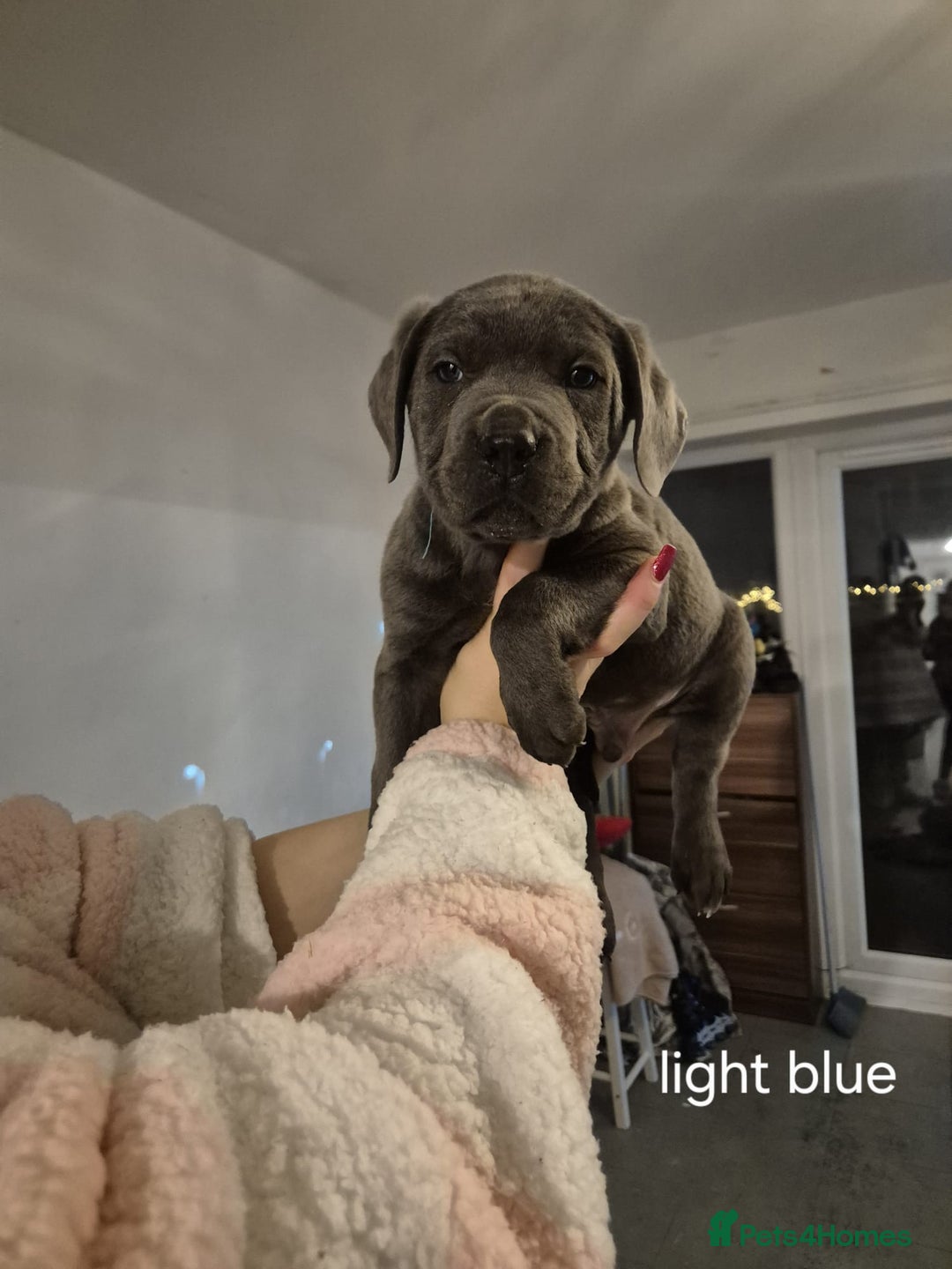 Cane Corso dogs for sale: Cane corso puppies - Advert 20