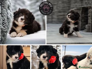 Border Collie dogs ❗️5⭐️ KC DNA tested champions LAST❗️border collie - Advert 4