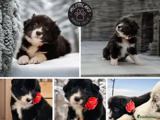 Border Collie dogs ❗️5⭐️ KC DNA tested champions LAST❗️border collie - Advert 4