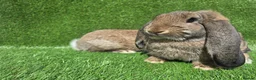 French Lop rabbits for sale: French lops 1 buck 2 does - Advert 4
