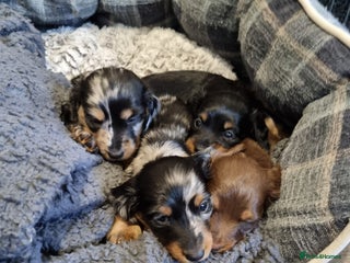 Miniature Dachshund dogs 🐾💙💖KC Reg. PRA Clear LH Mini Dachshunds💖💙🐾 - Advert 16