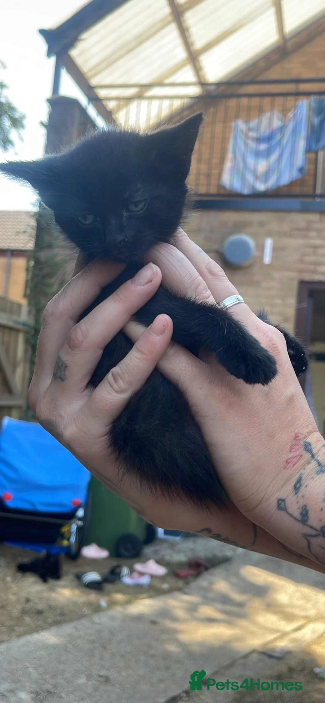 Mixed Breed cats for sale: Girl cats available  in Scunthorpe - Advert 4