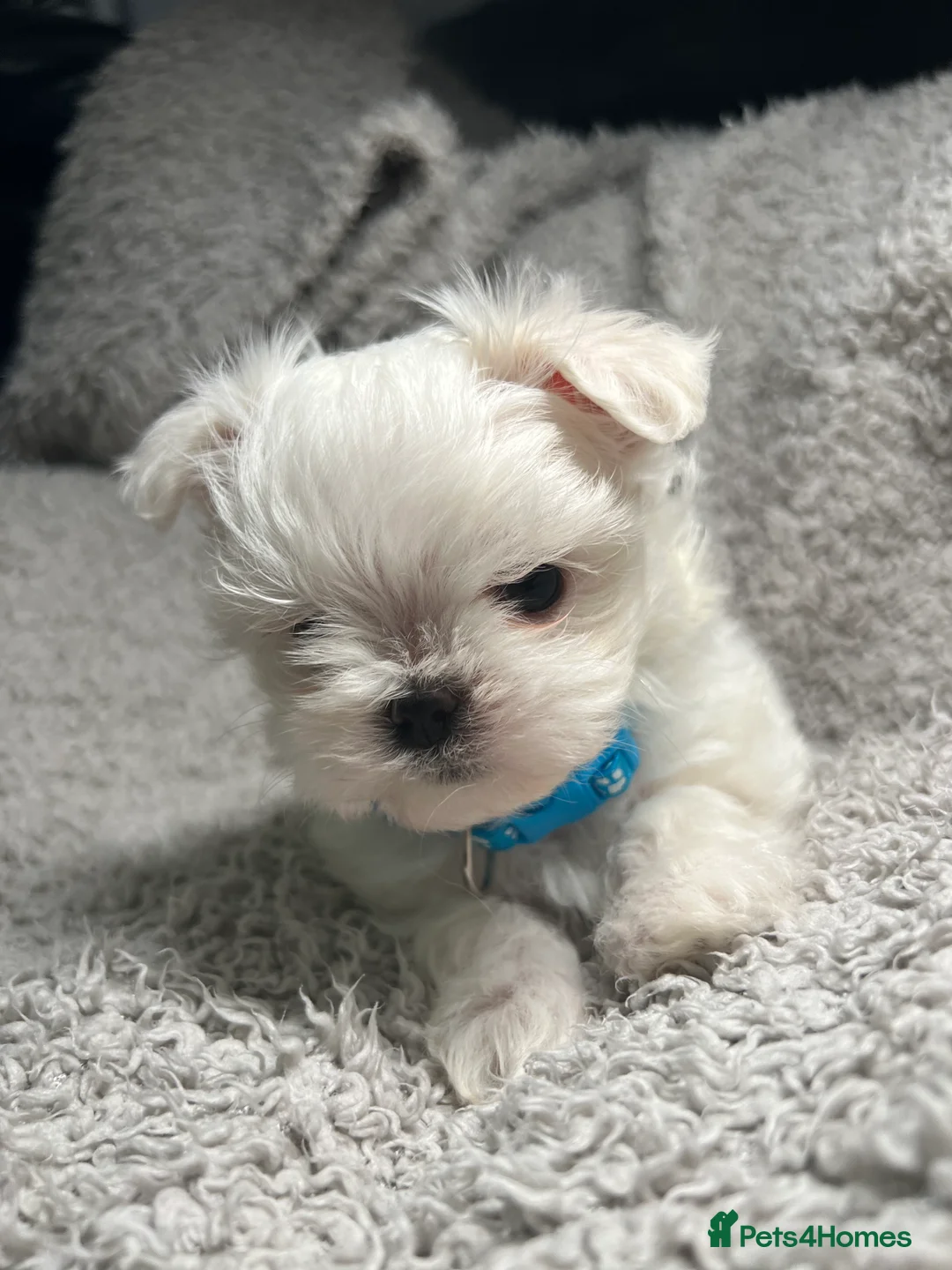 Maltese dogs for sale: One girl and boy available  - Advert 16