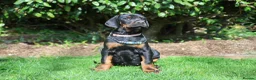 Dobermann dogs for sale: WAITLIST 2026 CEZARBLUE KC LICENSED BREEDER ⭐️ - Advert 9