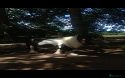 Other Breed horses for sale: lovely little mare  - Image 3