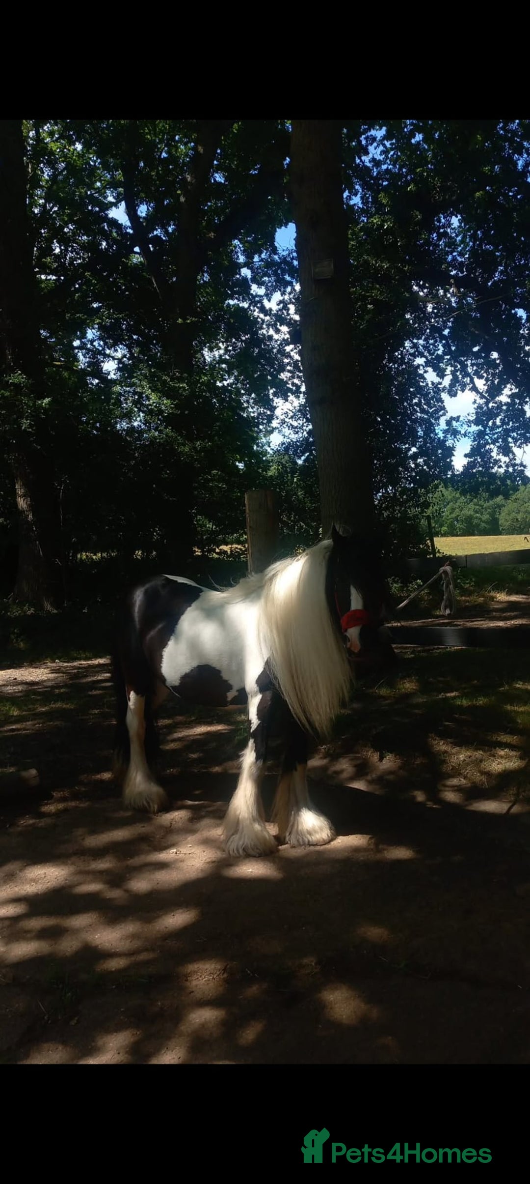 Other Breed horses for sale: lovely little mare  - Image 3