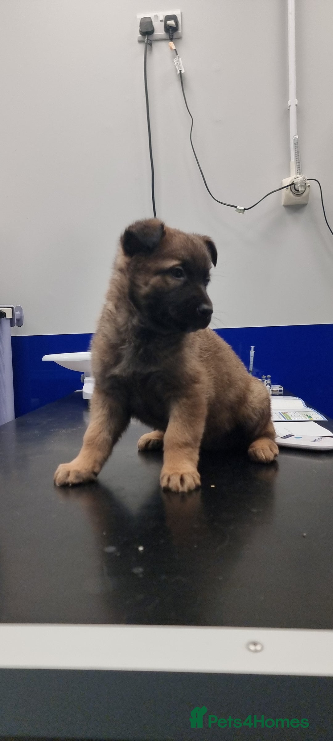 German Shepherd dogs for sale: German Shepherd Puppies - Advert 10