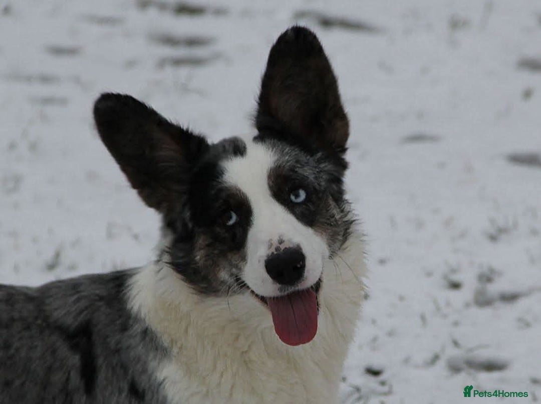Welsh Corgi Pembroke dogs for adoption: MICHAEL – Welsh Corgi Pembroke (Male) - Advert 3