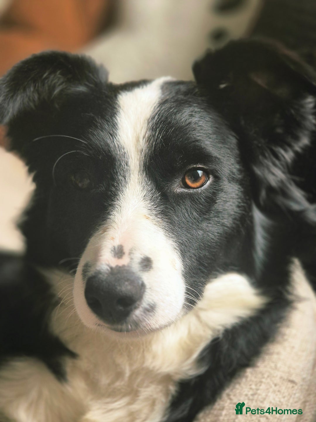 Border Collie dogs for sale: Border collie girl pup - Advert 1