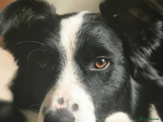 Border Collie dogs Border collie girl pup - Advert 1