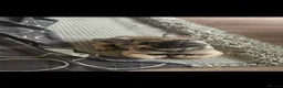 French Bulldog dogs for sale: 11 weeks, cage trained 1 Beautiful French Bulldogs - Advert 2