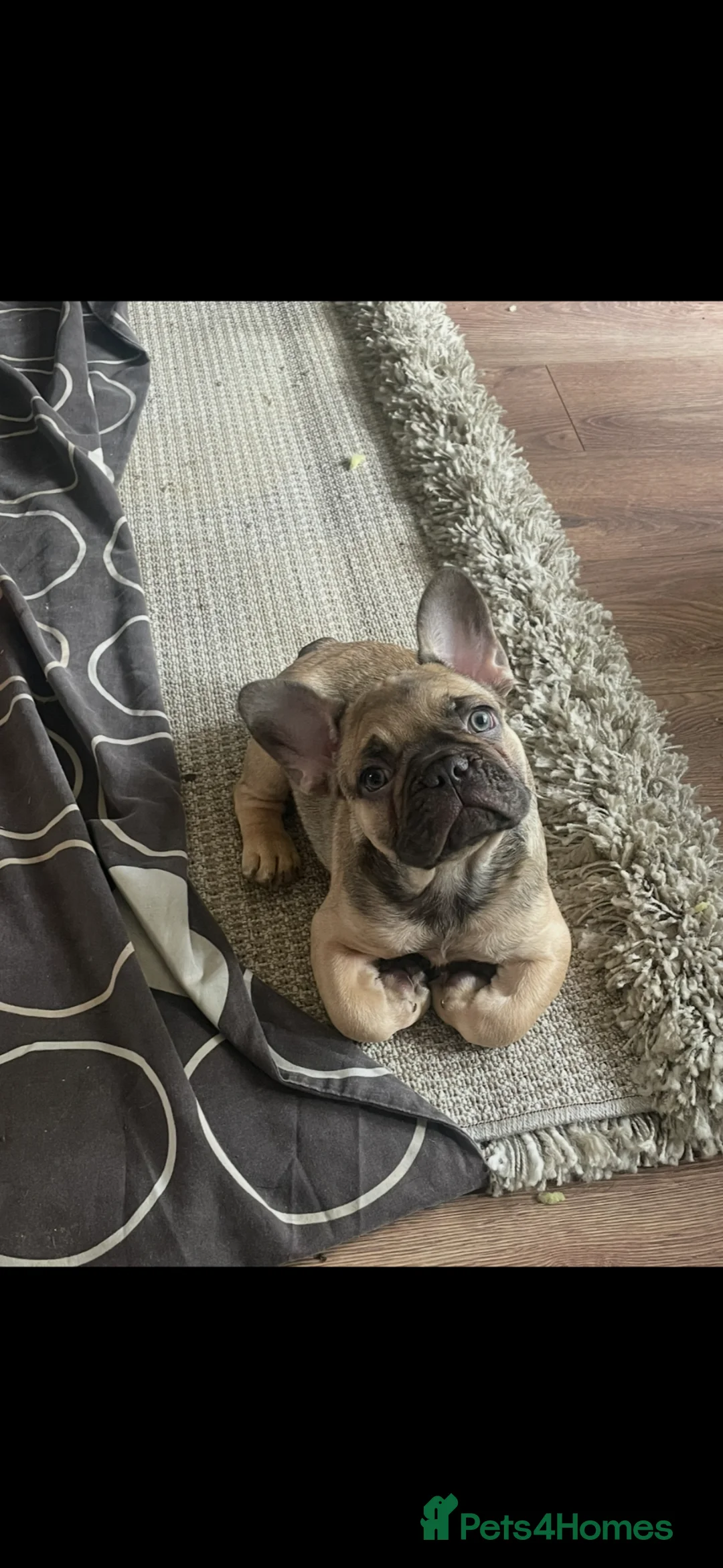 French Bulldog dogs for sale: 11 weeks, cage trained 1 Beautiful French Bulldogs - Advert 2