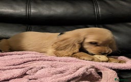 Cocker Spaniel dogs for sale: Pure bread spaniel  - Image 8