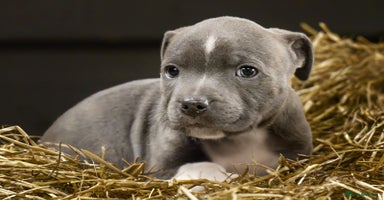 Staffordshire Bull Terrier dogs - Advert 10