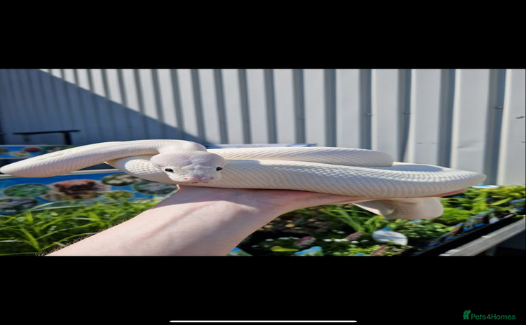 Python Snake reptiles - Advert 1