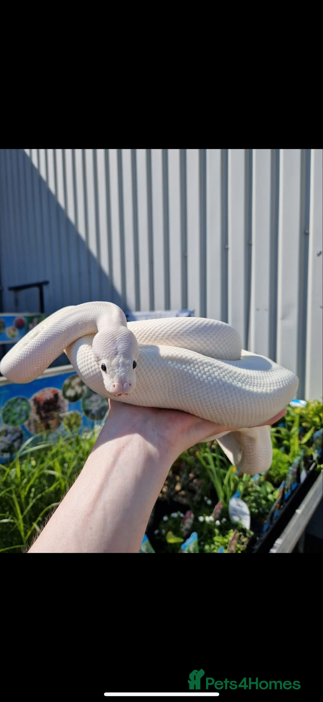 Python Snake reptiles for sale: Blue eyed Lucy royal python  - Image 1