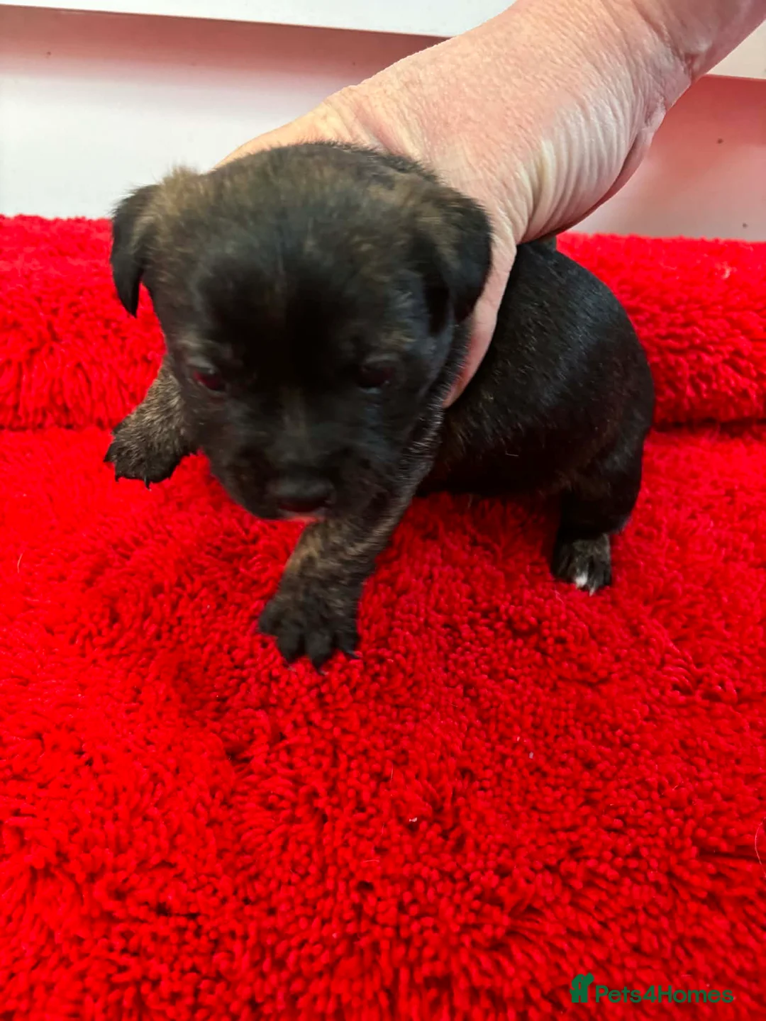 Jack Russell dogs for sale: Jack Russel pups  - Advert 11