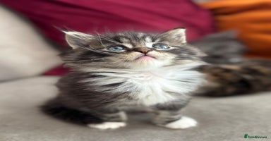 Mixed Breed cats - Advert 4