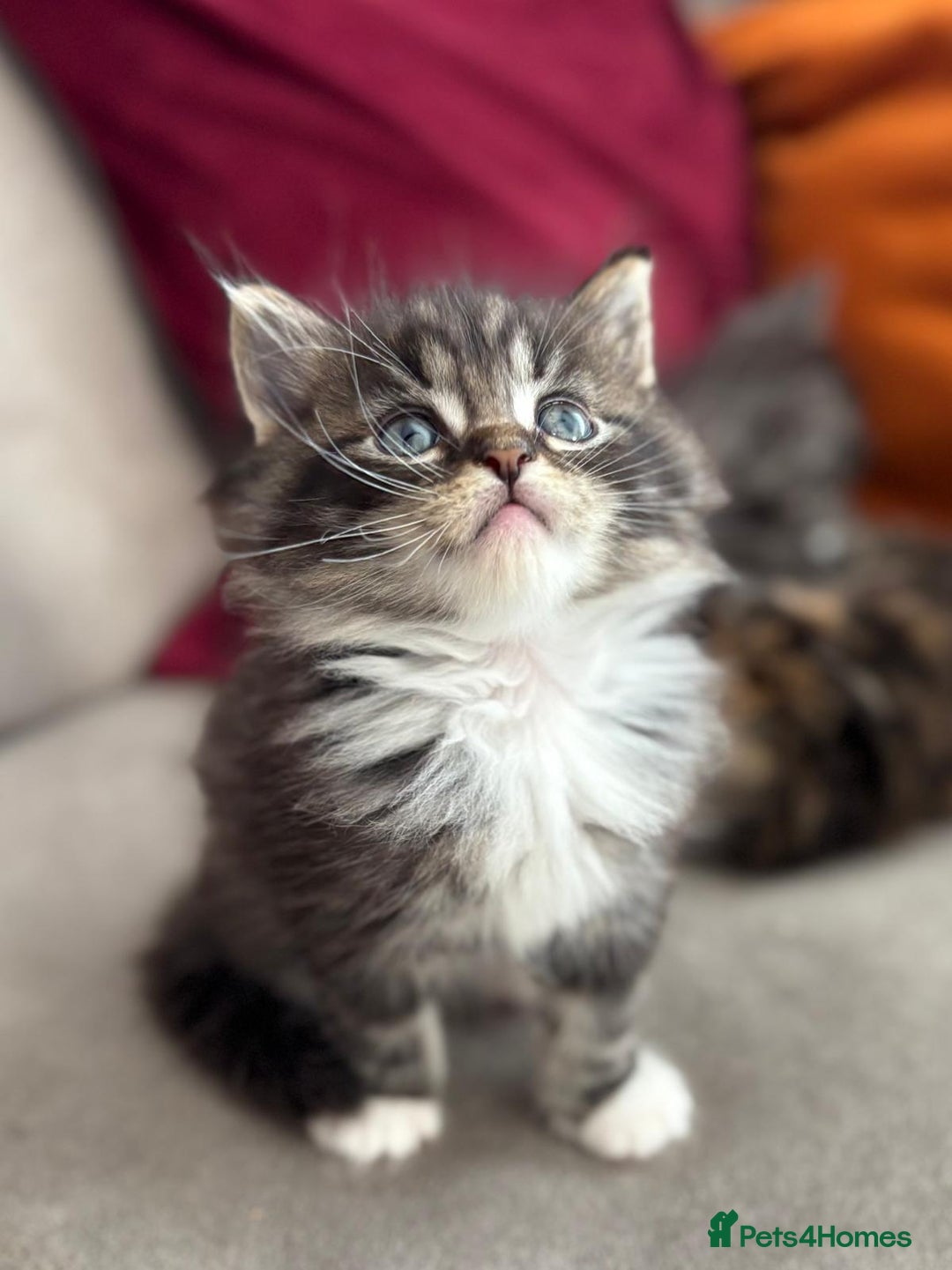 Mixed Breed cats for sale: Maine-coon / Ragdoll Kittens  - Image 3