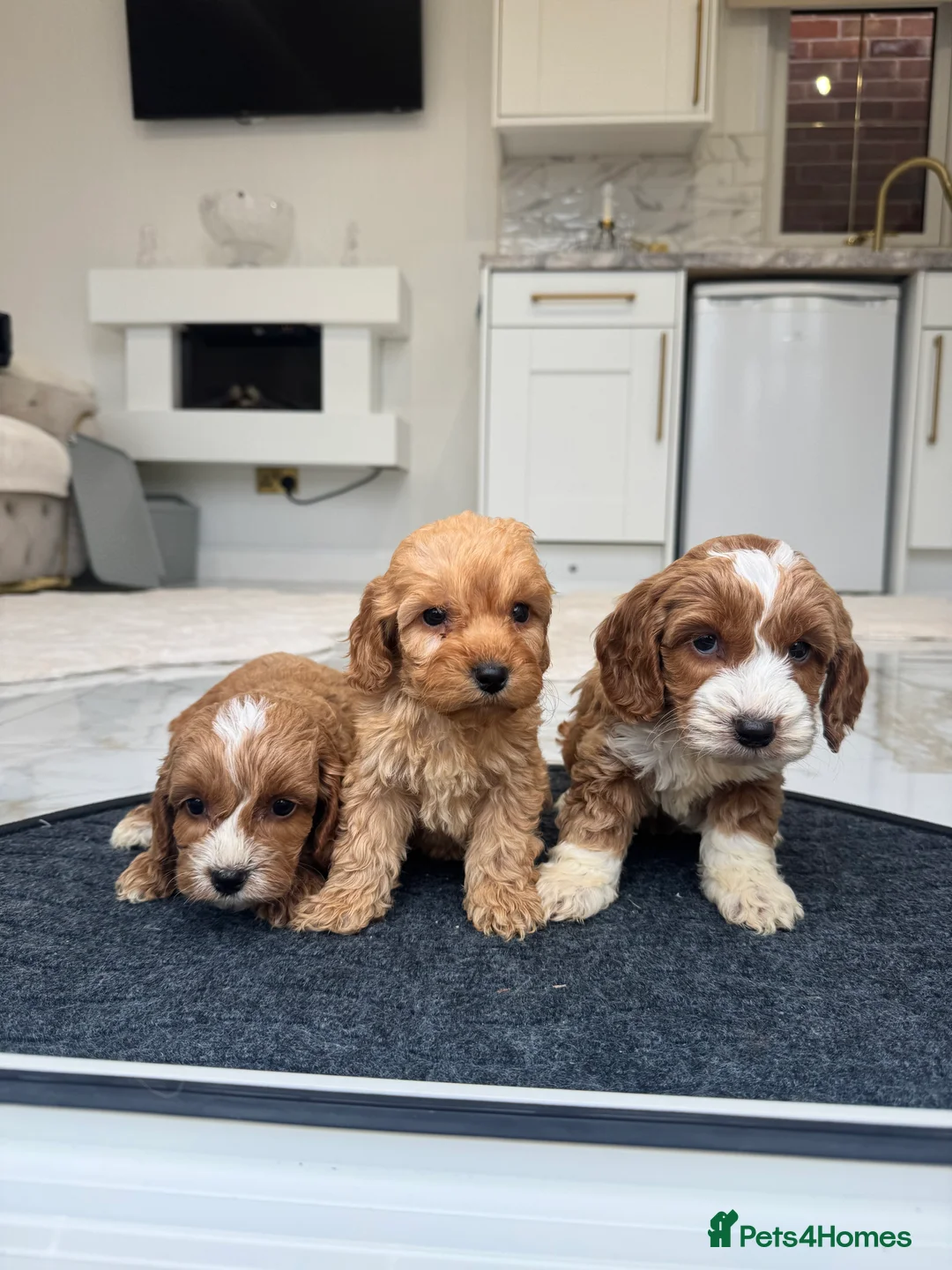 Cockapoo dogs for sale: F1 pra clear Cockapoos (council licensed breeder) - Advert 4