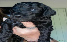 Cockapoo dogs for sale: Cockapoo  - Image 19