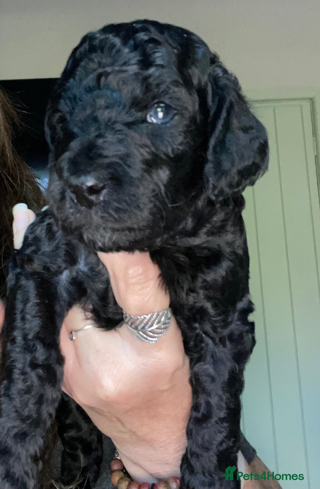 Cockapoo dogs for sale: Cockapoo  - Image 19