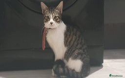 Mixed Breed cats for sale: 5 Cute Kittens Ready for New Homes!! 🐾 - Image 10