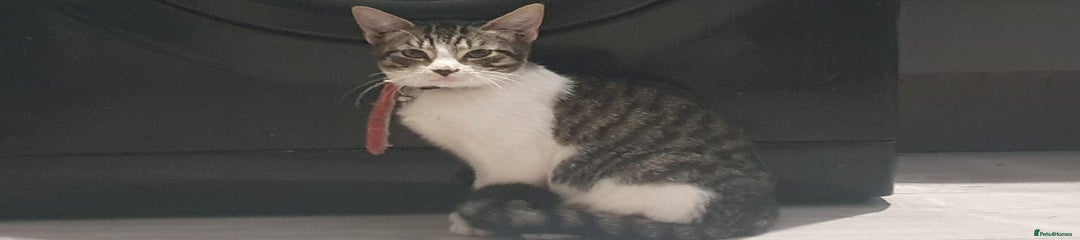Mixed Breed Kitten 4