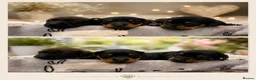 Jackshund dogs for sale: Miniature dachshund cross jackrusell  - Advert 1