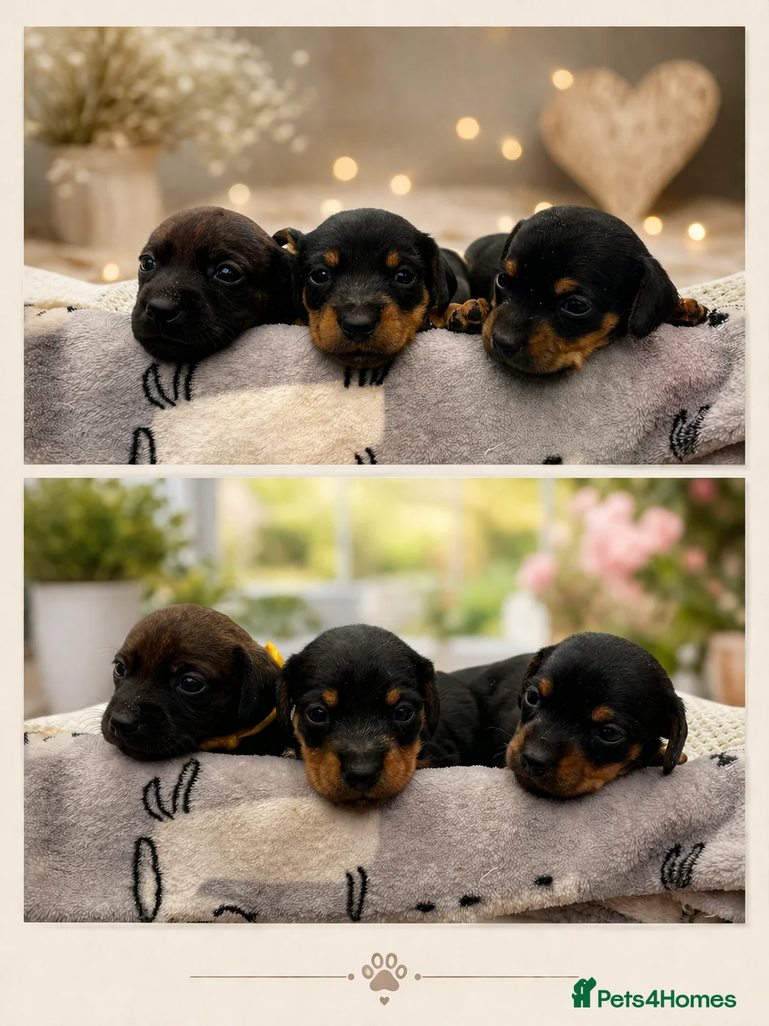 Jackshund dogs for sale: Miniature dachshund cross jackrusell  - Advert 1