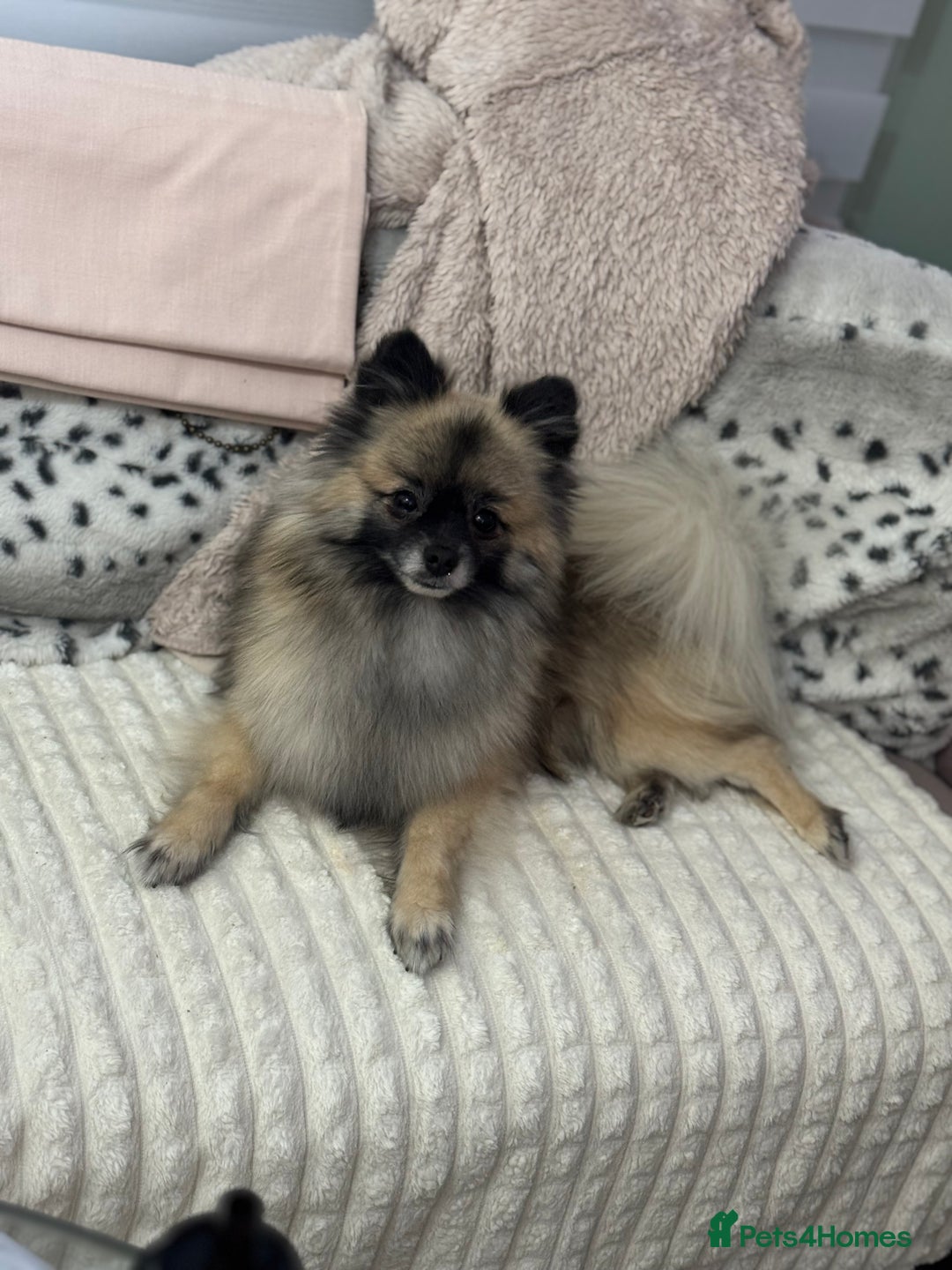 Pomeranian dogs for stud: 2kg, KC Registered, Proven, Pomeranian  in Cardiff - Advert 11